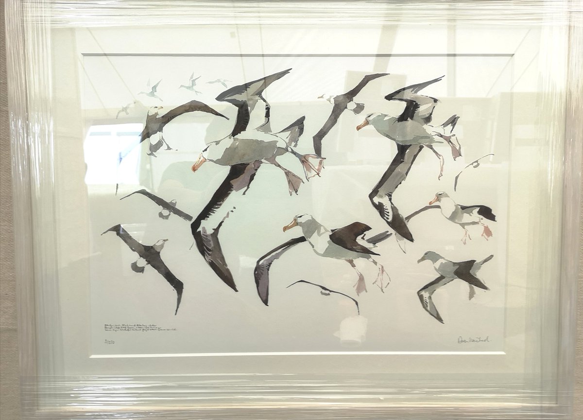 New for #globalbirdfair2022 Limited Edition Giclee Print of the spectacular Bempton Cliffs Black-browed Albatross, framed example currently on my stand, Puffin Art Marquee, #globalbirdfair 😁