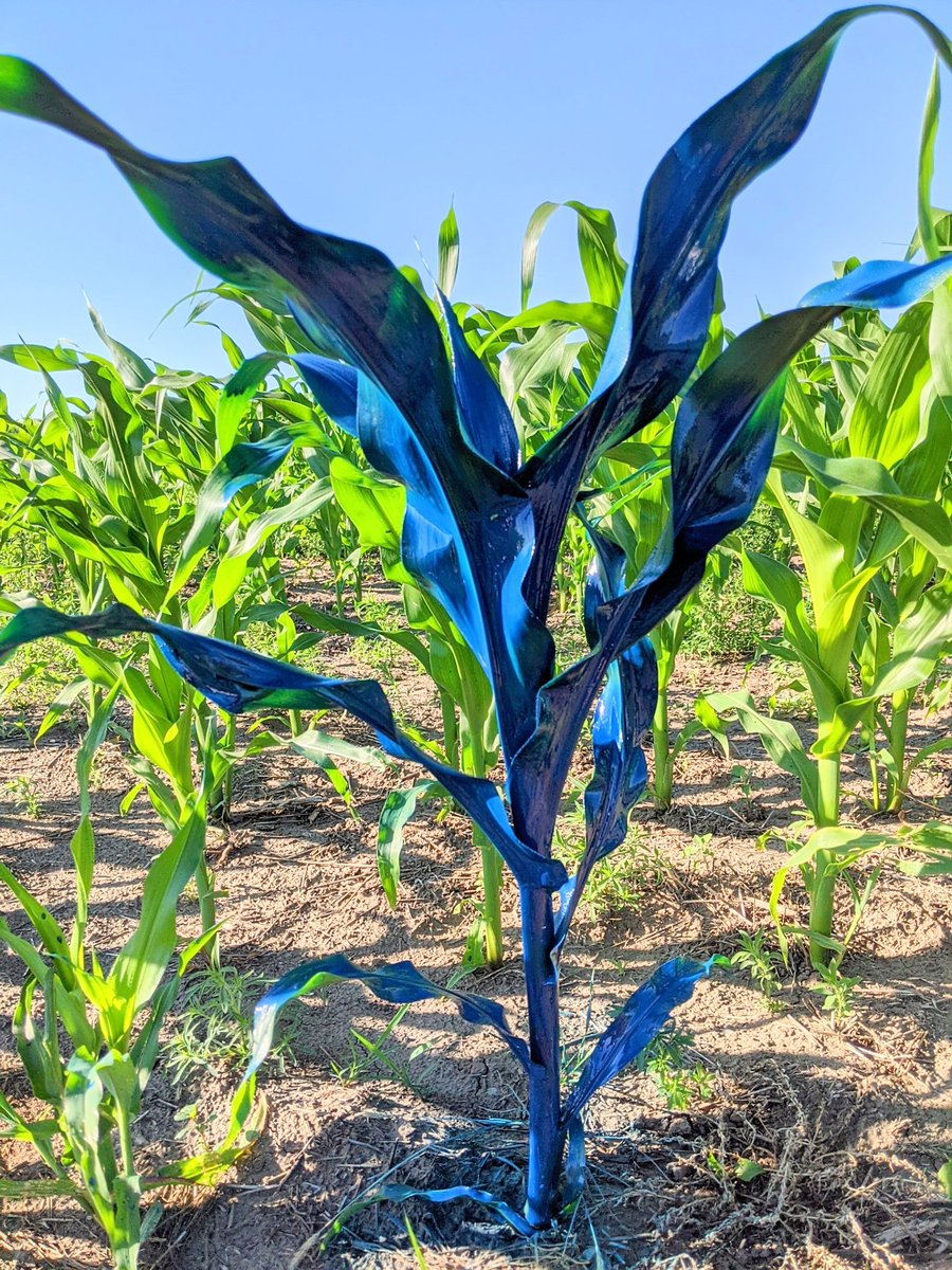 carloherk's tweet photo. Watching corn grow! Painted a corn plant blue and looked at it later. All the green is new growth within a 32 hour span!
@FarmingSmarter https://t.co/UYhJzAEh8U