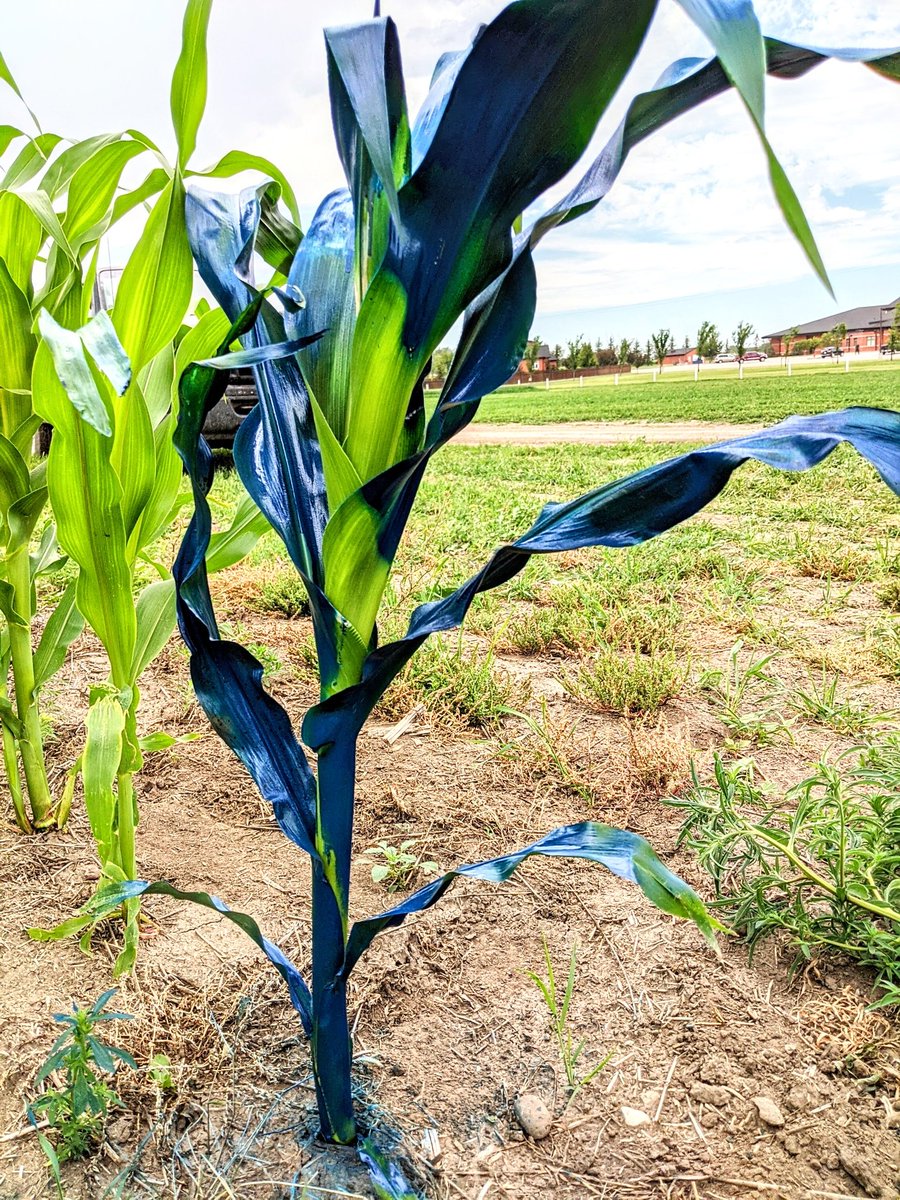 Watching corn grow! Painted a corn plant blue and looked at it later. All the green is new growth within a 32 hour span!
<a href="/FarmingSmarter/">Farming Smarter</a>
