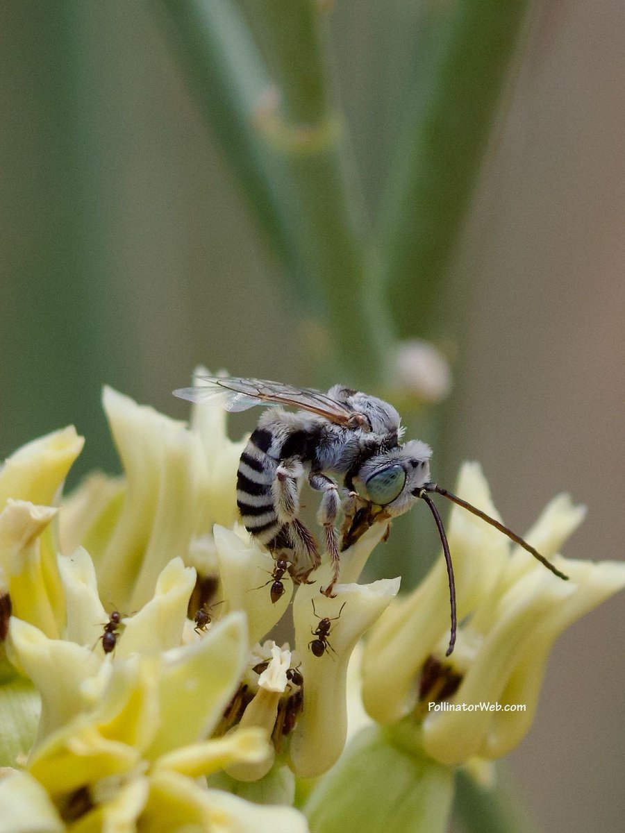 PollinatorWeb's tweet image. Barrel cactus longhorn bee being harassed by ants