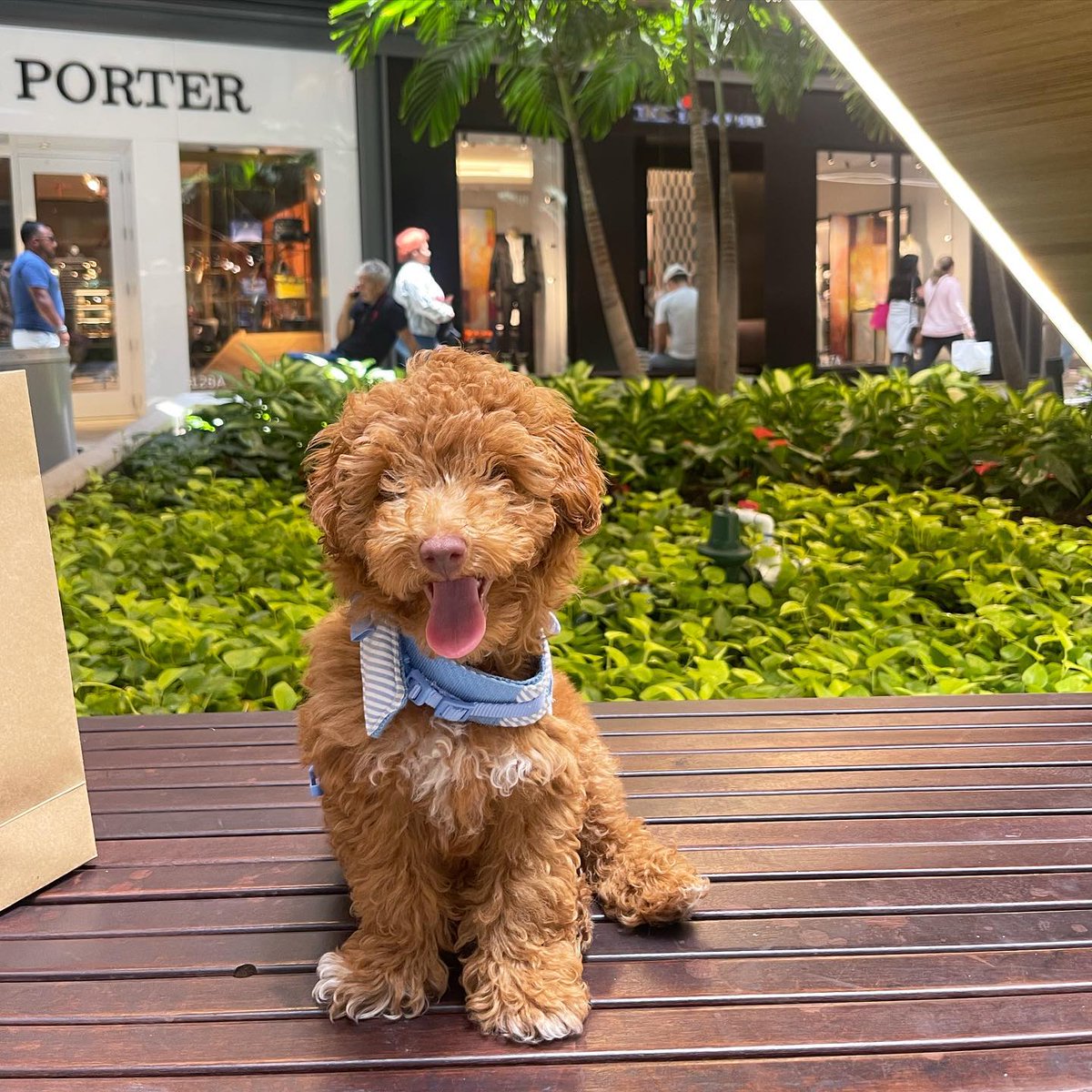 BrickellCityCtr's tweet photo. We always love seeing our #PetsofBCC. 💙

Have pics of your pup at the Centre? Tag us in them to share the love.

📸 whereisleothepoodle via IG https://t.co/XLSMldVmNM