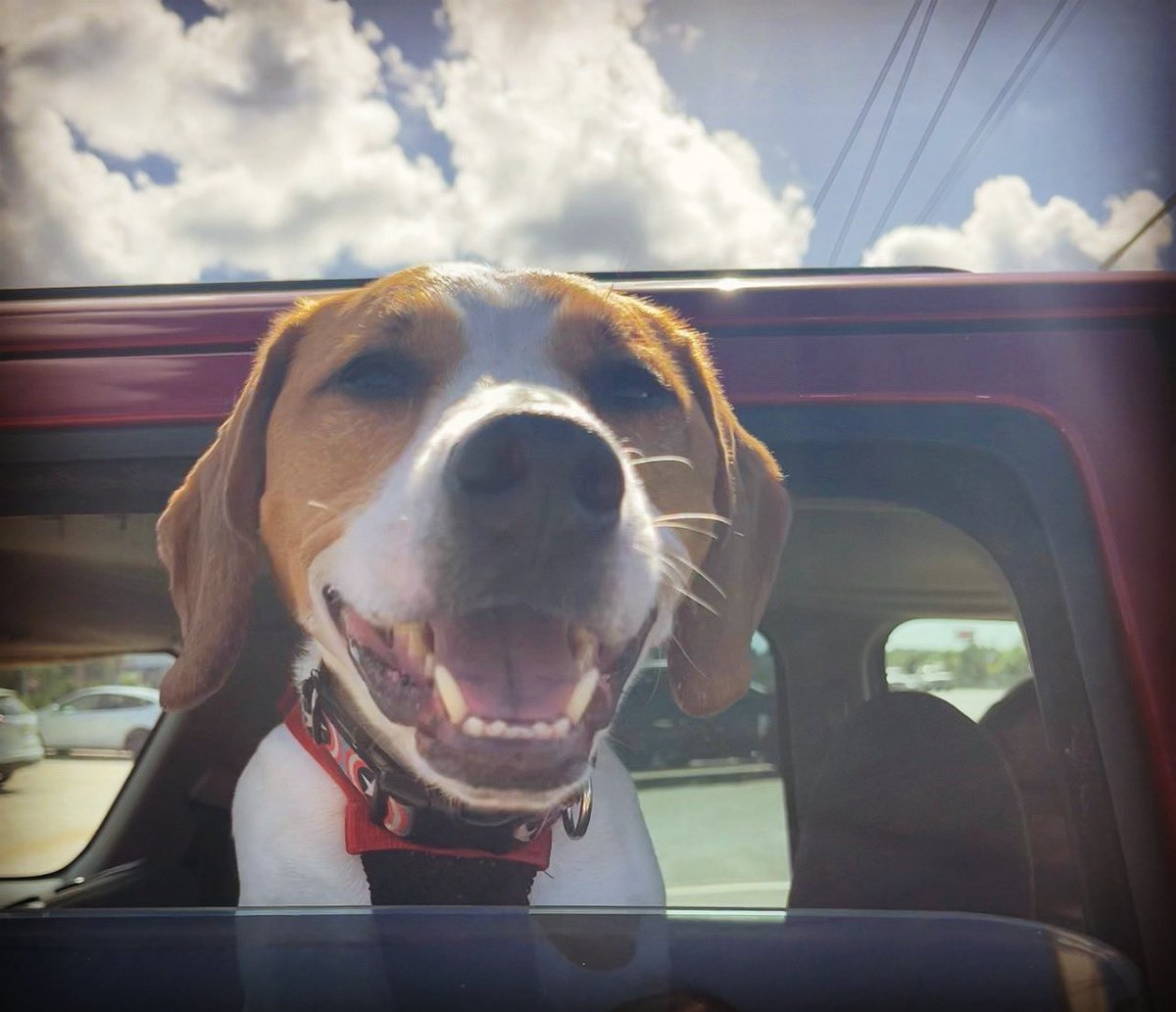 ✨💌ATTENTION💌✨ please consider donating to Bucky’s Cancer Treatment GoFundMe. He’s recently come out of remission from lymphoma and has only a 1-2 month prognosis without life saving medication. Every little bit helps! 💜

gofund.me/a34a89a5

#dogsoftwitter #BUCKYSTRONG