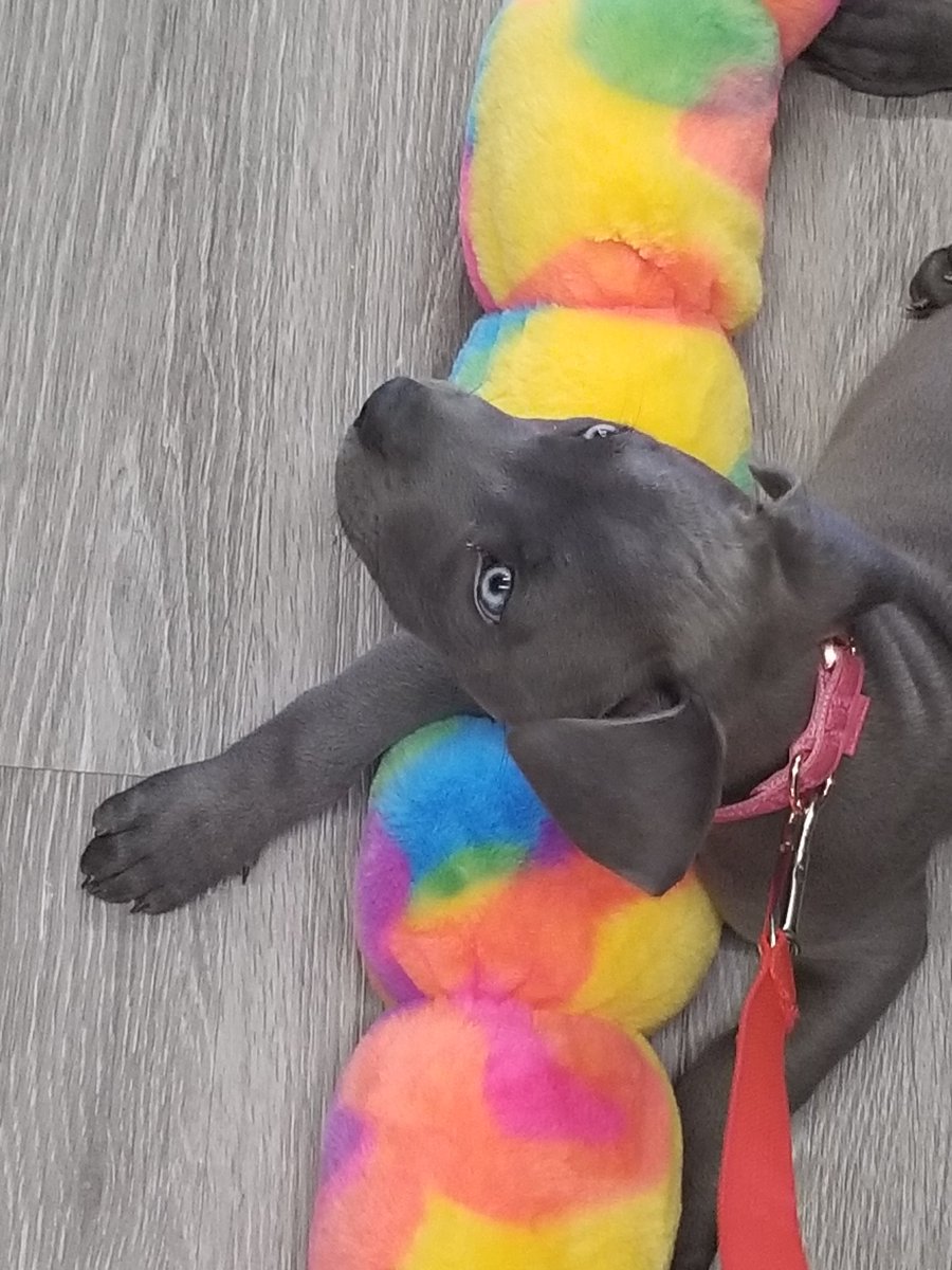 GageVLR's tweet image. Got a puppy lol 🙂