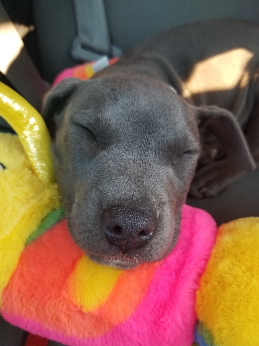 GageVLR's tweet image. Got a puppy lol 🙂