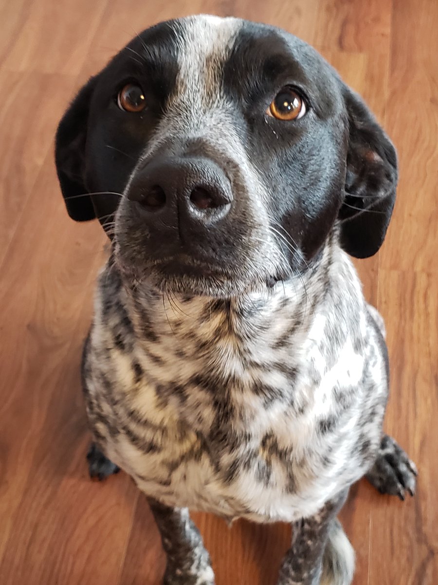 KAZELSAUCE's tweet photo. @Aztecross Jack looks EXACTLY like my dog Reo! Officially the coolest dogs in the Destiny Universe! #dogsofdestiny #Destiny2Art https://t.co/iqtkbe1fhA