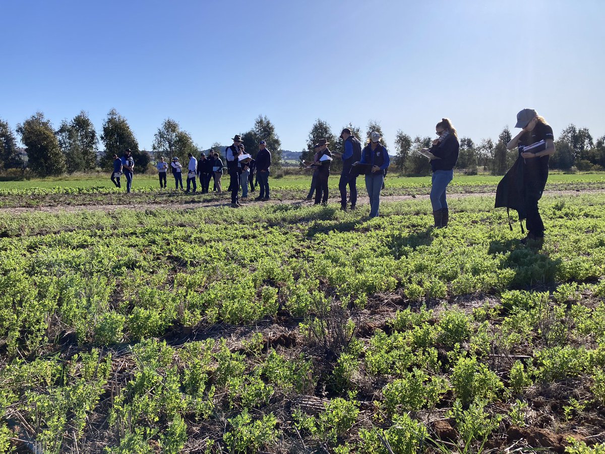 Syngenta has once again invested heavily in many Learning Centres across Australia displaying new technology. The Wagga site was first to host visitors in 2022. Speak to your local Syngenta rep to arrange a visit to a site near you. <a href="/SyngentaANZ/">Syngenta ANZ</a> #newtechnology