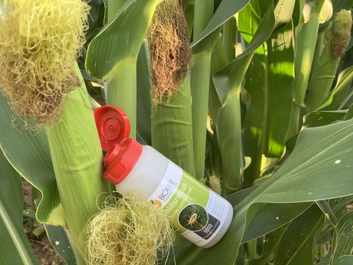 bugs_cotton's tweet photo. Releasing BioBee predatory mites in Texas High Plains corn #spidermites #corn #biobee #txextension #texas #research https://t.co/Kzn5alme0M