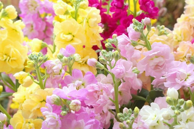 愛の結合 Twitter Search Twitter