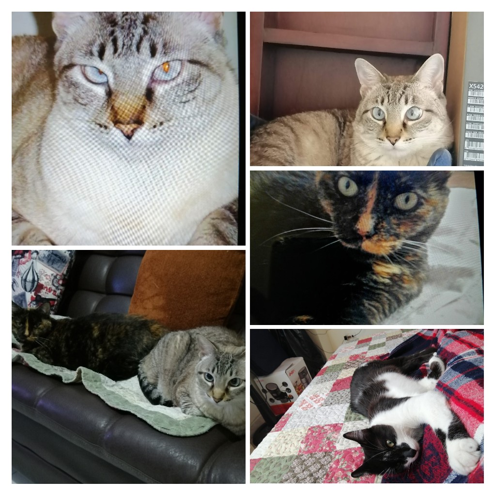 elyotu's tweet photo. Mis gatas https://t.co/CXMMrJZk86