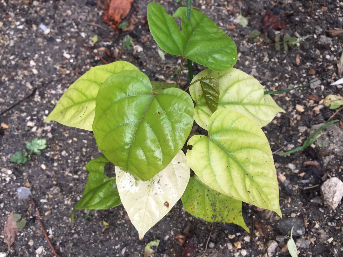 bagu_srl's tweet photo. #Achiote #Uva
2 años para #fructificar https://t.co/AsYBv6ADVk