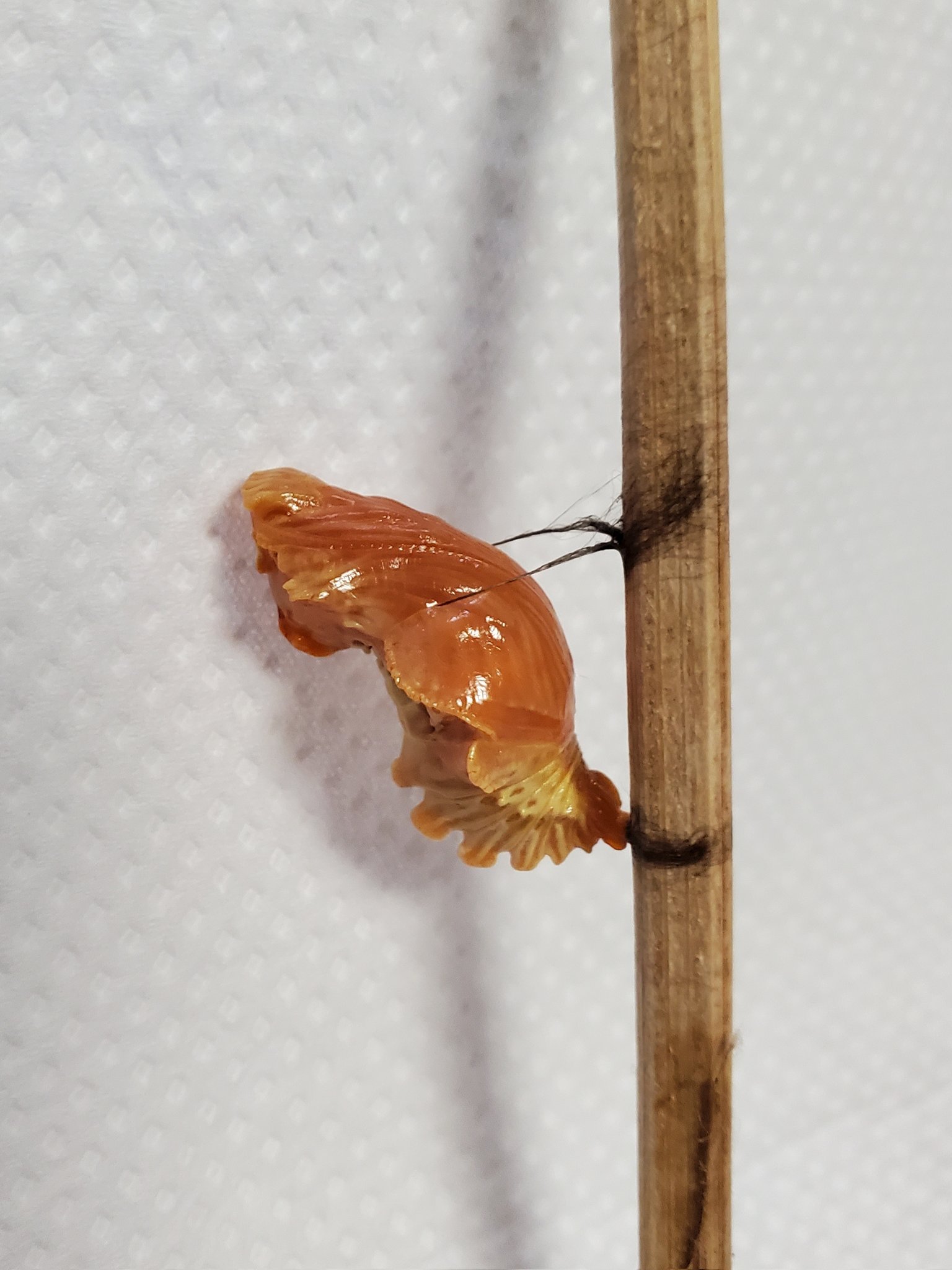 ほびっと工房 おはようございます 雨の日に糸掛をし 糸に体を潜らせてからもさらに補強していたジャコウアゲハの蛹で 他の蛹 より糸の付け根が太く大雨に備えたかと思われます ジャコウアゲハの糸は黒いです ジャコウアゲハ蛹 T Co 0dkm56nzzo