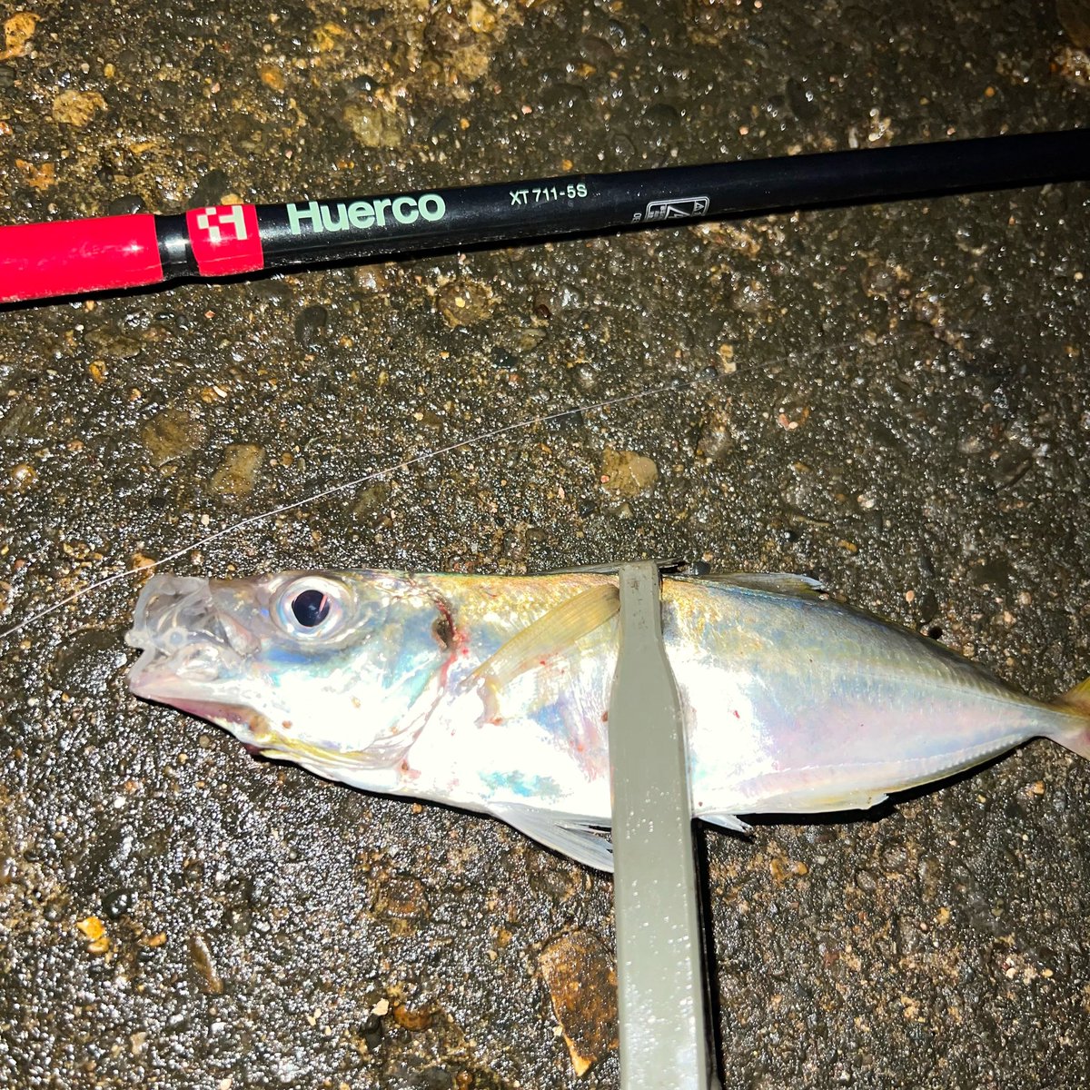 kaimartin's tweet photo. huercoのテスターやらせていただきました。
元竿部分はパワーがあるのに、テップの入り具合がかなりいい感じです。
#fishing #フィッシング #japan #日本 #niigata #新潟市 #新潟釣り #釣り #日本海 #ライトゲーム #アジング #アジ #goodfishingcompany #huercojp #フエルコ #xt711_5s #packrod https://t.co/TNhq5pHmGy