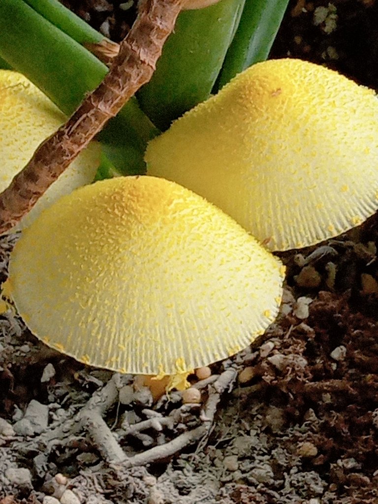 Viola この ひょっこりキノコ コガネキヌカラカサタケ だそうだ O 培養土などに菌が紛れ込んでいて 夏にひょっこり 居候だけど ちょっと可愛い コガネキヌカラカサタケ 庭の花 T Co M95jxa0cha Twitter Viola この ひょっこりキノコ コガネキヌカラカサタケ だそうだ O 培養土などに菌が紛れ込んでいて 夏にひょっこり 居候だけど ちょっと可愛い コガネキヌカラカサタケ 庭の花 T Co M95jxa0cha Twitter