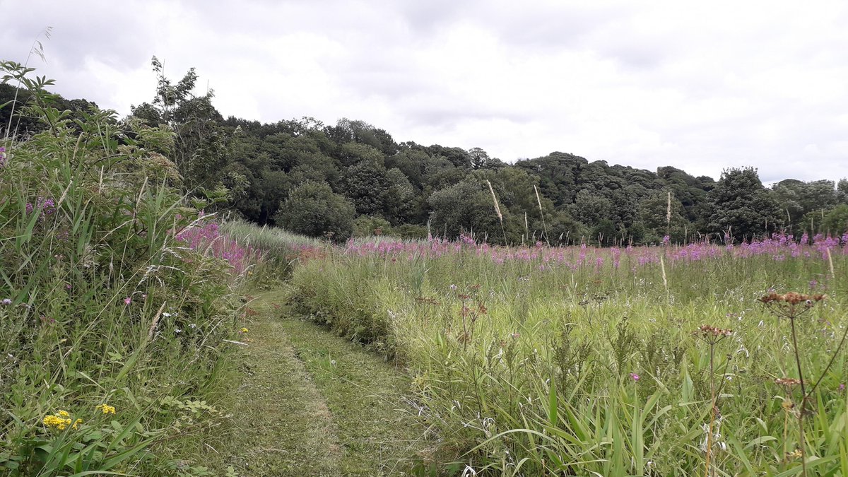 DHarazny's tweet photo. Out on #MyPatch today, very concerning #NoButterflies and one solitary #Bee https://t.co/8Uslojxf29