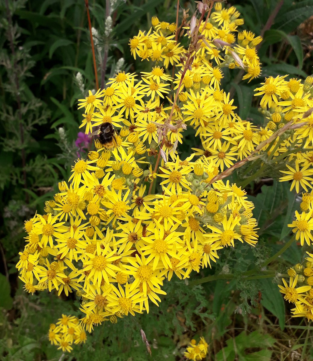 DHarazny's tweet photo. Out on #MyPatch today, very concerning #NoButterflies and one solitary #Bee https://t.co/8Uslojxf29