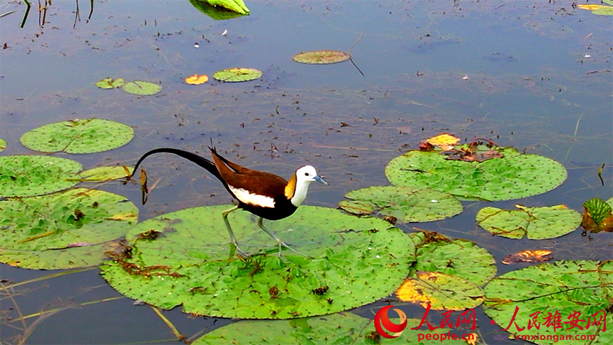 CGMeifangZhang's tweet photo. Recently, several pheasant-tailed #jacanas were spotted resting and foraging at Baiyangdian Lake in the Xiong’an New Area, north China’s #Hebei Province. The presence of these ‘fairies on the water’ is proof of progress made in the ecological environment of Baiyangdian Lake. https://t.co/lVe9TuUtyd