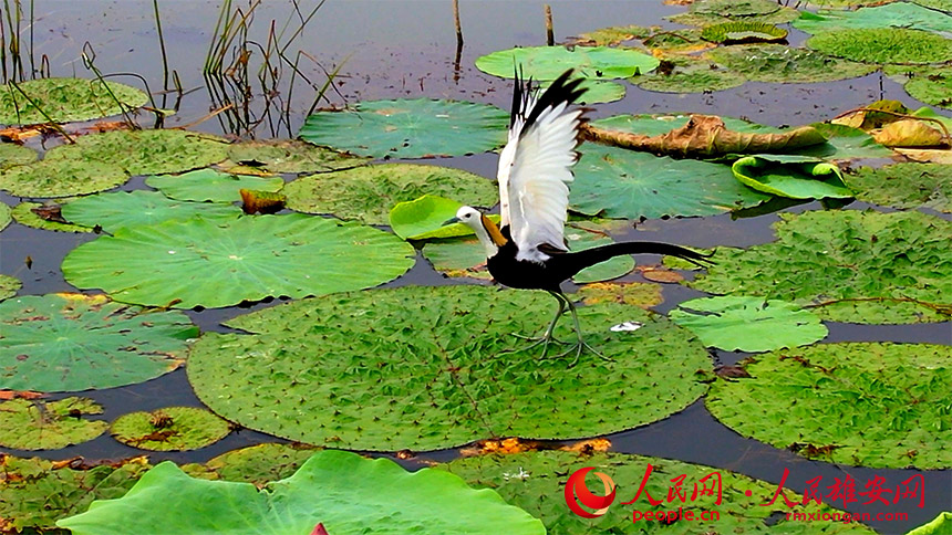 CGMeifangZhang's tweet photo. Recently, several pheasant-tailed #jacanas were spotted resting and foraging at Baiyangdian Lake in the Xiong’an New Area, north China’s #Hebei Province. The presence of these ‘fairies on the water’ is proof of progress made in the ecological environment of Baiyangdian Lake. https://t.co/lVe9TuUtyd