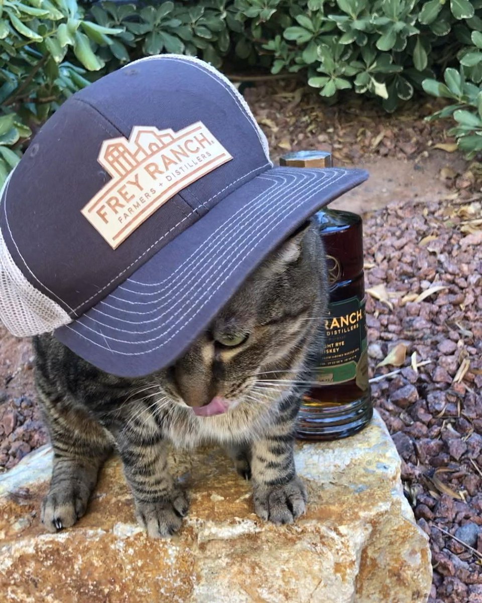 freyranch's tweet photo. What good is 9 lives without great #whiskey? ๐คทโโ๏ธ๐ฅ Happy #FreyDay friends!
๐ท: IG vegaswhiskyey https://t.co/B7o662z73A