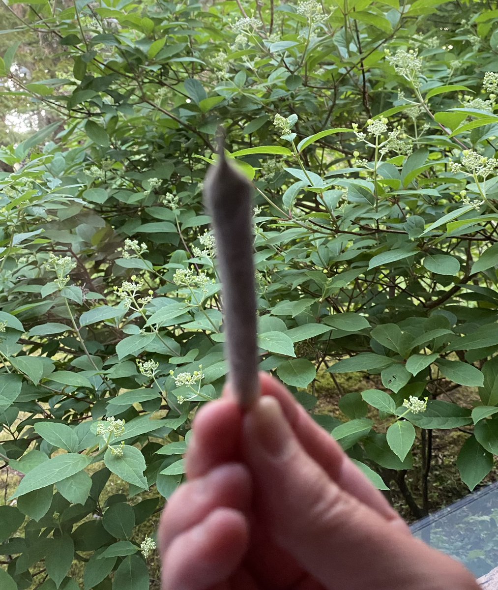 Sorceressbehigh's tweet photo. Meanwhile in the forest of Eternia... #puffpuffpuff https://t.co/CvNOq5rePV