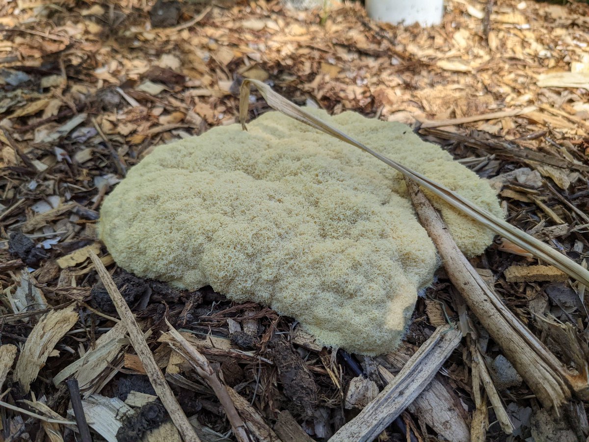erictehmick's tweet image. "Dog vomit" slime mold: this morning and afternoon