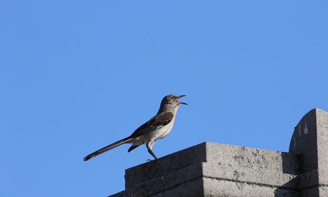 kyle_odonnell_'s tweet photo. Funny how @MerlinBirdID heard 10+ birds but I only saw the one π€
#mockingbird #photography #nature #wildlife #naturephotography
#birds #birdtwitter #birdsofboston https://t.co/tBsV3pMOSc