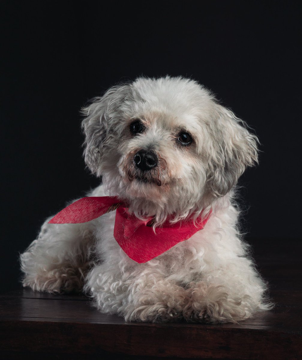 Michellpz25's tweet photo. 🐶🐾

#pets #dogs https://t.co/MAC3W19XkM