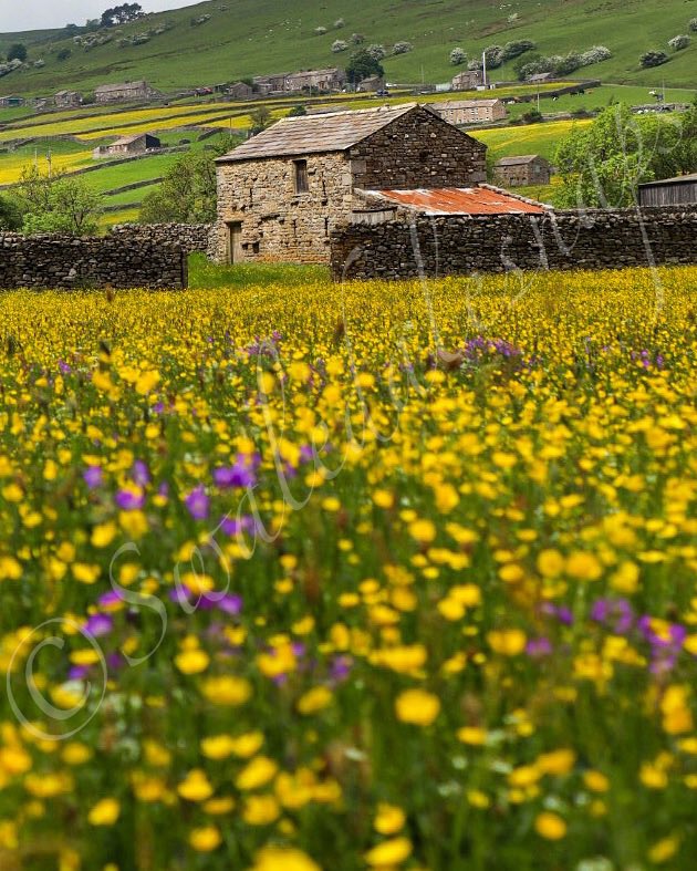 SwaledaleSnaps's tweet photo. Buttercup meadow #swaledale #gunnerside #haymeadow https://t.co/nDX0C9AICv