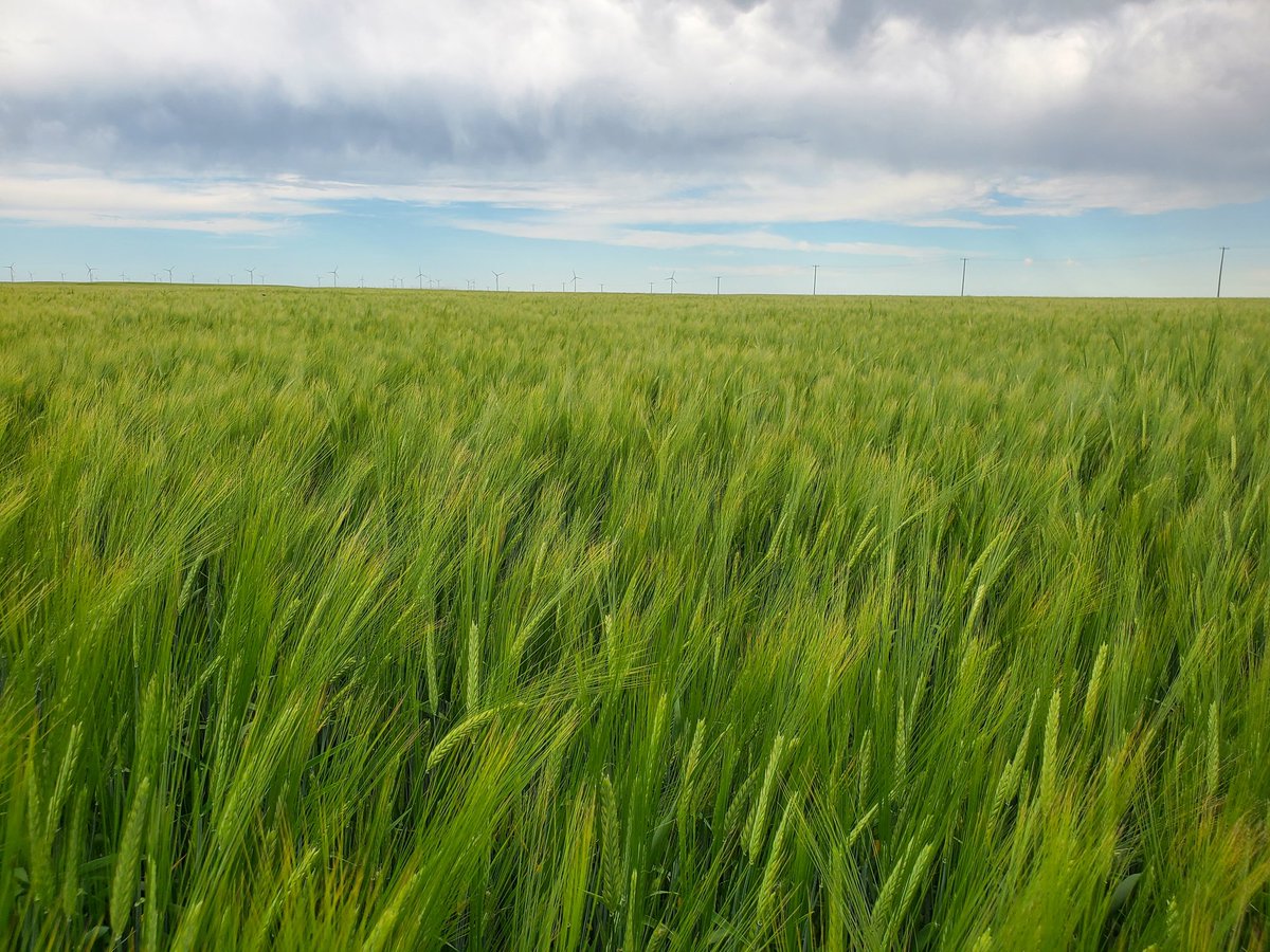 DonHubble's tweet photo. Wrangler barley.  Waist high on dryland, SE AB https://t.co/jGrYvdHAuF