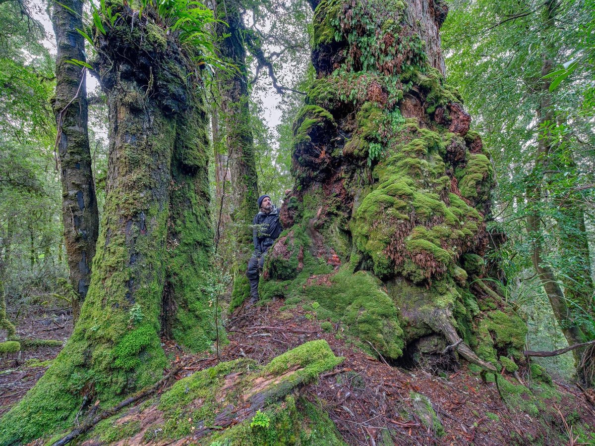 Forestry Tasmania's new three year logging plans has targeted ancient takayna forests for logging including these remote wild forests at Mt Bertha.  To access them to log, the government wants to build a new 2km road. Not on our watch. #politas