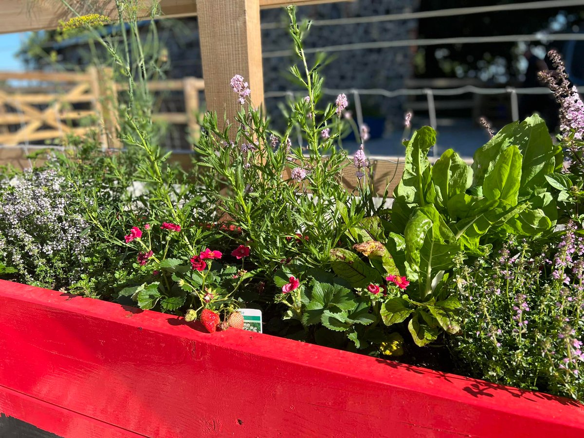 BowerlandDevon's tweet photo. Help yourself to our fresh veggies and herbs 🌿 when you stay at Bowerland for your holiday 🐾 Use code: AUGUSTMAGIC for 20% off Stay &amp; Train holidays in Aug. 
Read more: https://t.co/RCiwL3naob https://t.co/kgHP2Mq4Uk