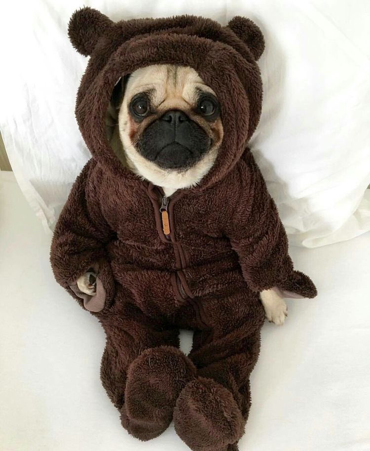 DogsInOnesies's tweet photo. teddy bear or dog https://t.co/BZA7zEQNCs