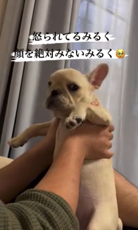 ワンちゃんも 悪い事をしたと自覚 説教中の飼い主を 絶対見ない 犬の姿に ヤバい 激かわ の声 Twitter ワンちゃんも 悪い事をしたと自覚 説教中の飼い主を 絶対見ない 犬の姿に ヤバい 激かわ の声 Twitter