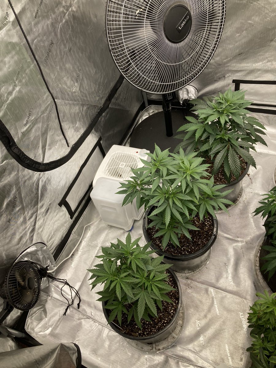 GodAllMarley's tweet photo. Girls are starting to grow into their new pots. #Mmemberville #CannabisCommunity #StonerFam #AcInfinity #Crecer #FFOF #CannaBio https://t.co/YSdfqkqBEd