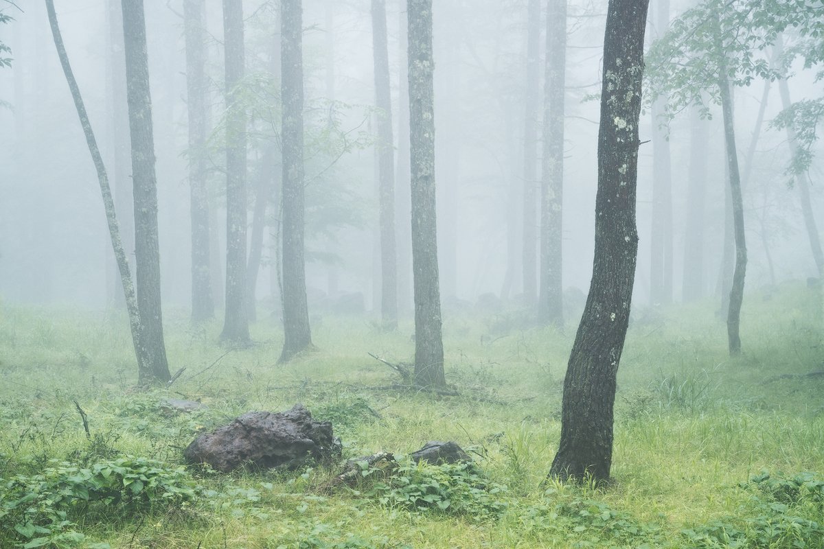 霧の森 #landscapephotography