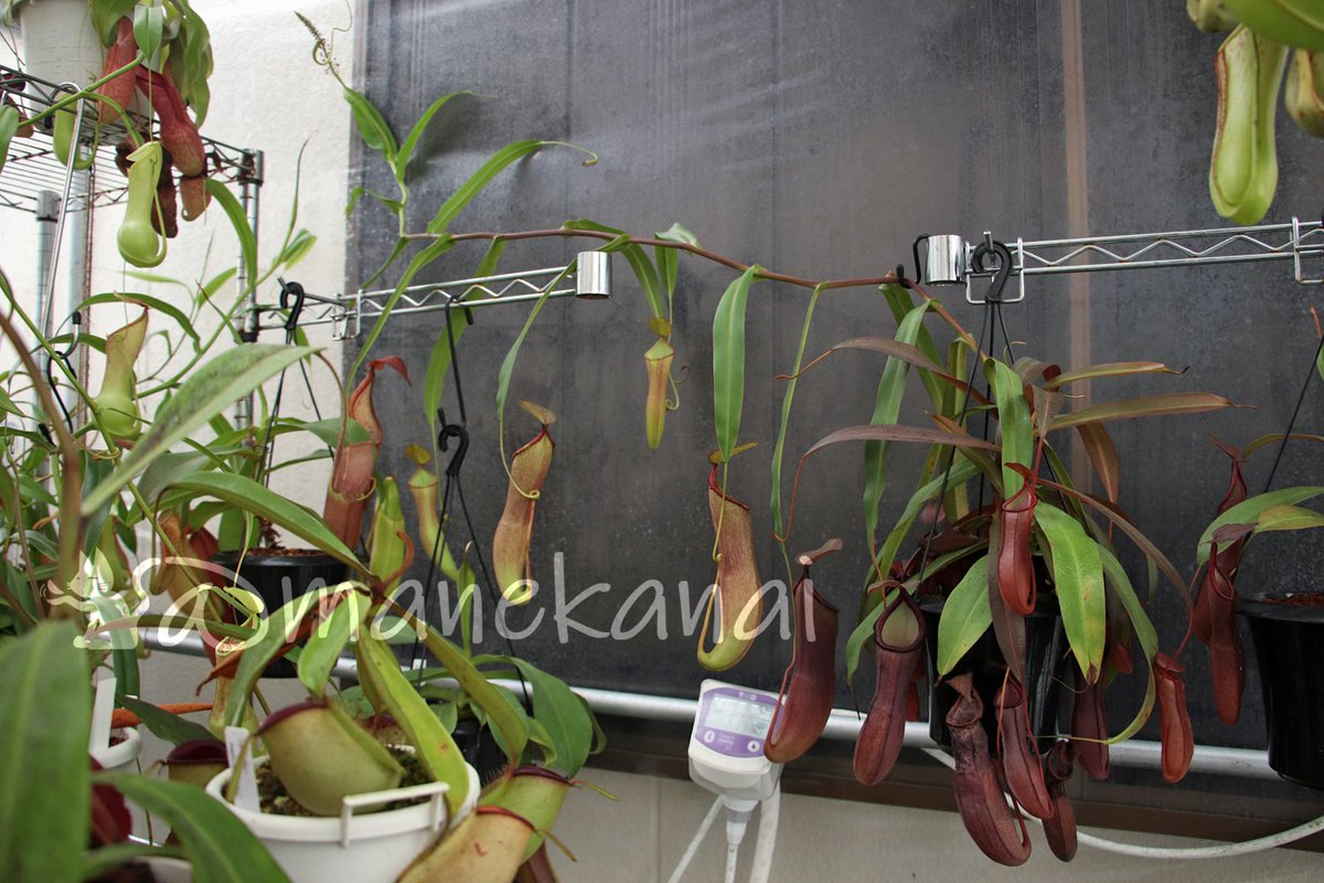 本日は伸びすぎた子らの散髪。まずは夏の手前ですでにこの状態だったNepenthes sanguinea(？)こと「杉本サンギネア」さん。 