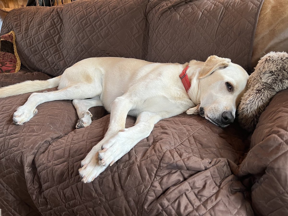 JeffreyBSimon's tweet photo. Jake took Mass Torts Litigation at the WRONG law school. It put him to sleep. Look at him. Take it at SMU/Dedman School of Law this Fall with Professor Jeffrey B. Simon! You’ll be energized and informed! Thursdays 6-7:40pm. Prof brings snacks. #SMULaw #Dedman #MassTorts #Torts https://t.co/ZiBvjBBe6L