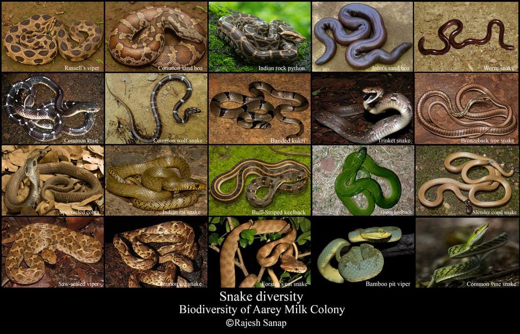 RajeshVS87's tweet photo. #WorldSnakeDay Every day is snake day! #Aarey hosts quite a few of these inhabitants right from the smallest #wormsnake to the largest of all Indian snakes, the #Indianrockpython #AareyForest #AareyMilkColony #HabitatsandSpecies #Biodiversity #conservation https://t.co/DqrRjgHoaB