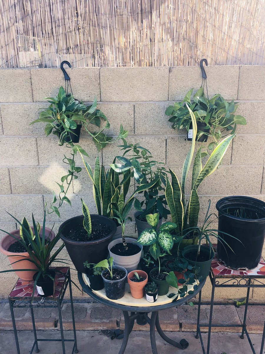 Queen_annalou's tweet photo. Watering day ✨💦 https://t.co/cTGpKNjgKX