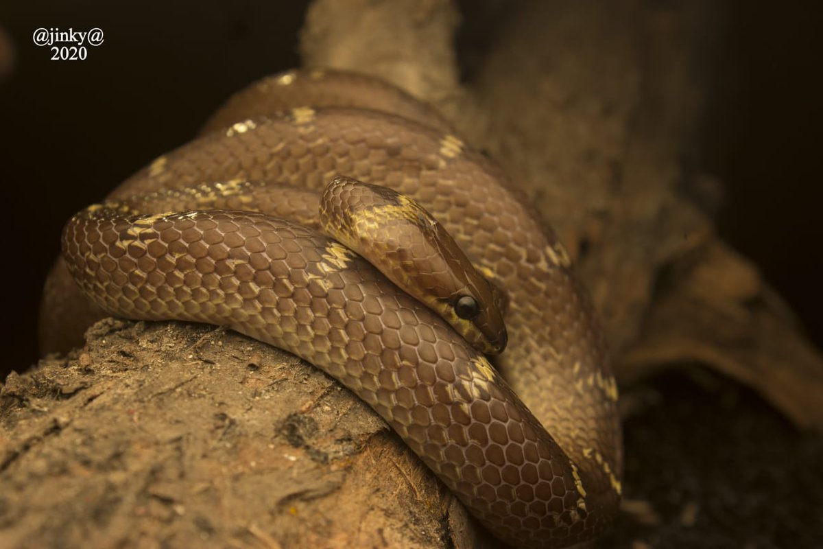 LabVenomics's tweet photo. Happy world snake day 2022!

Snakes are fascinating animals that are often misunderstood due to the fear and myths surrounding them. Here are some beautiful snakes that our lab members encountered in the wild during field work.

#snakeday #snakevenom https://t.co/y6Jzgj6S9z