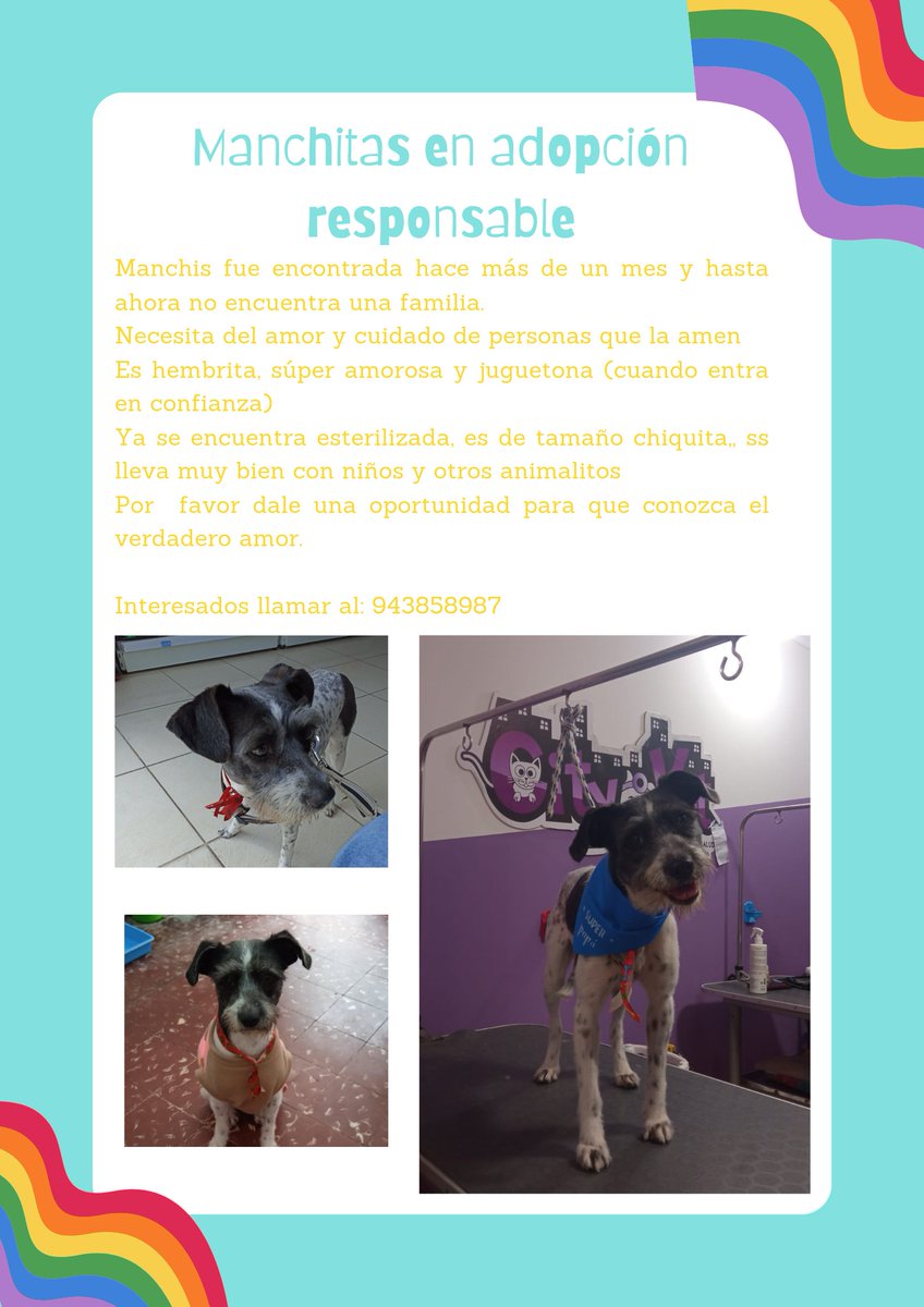 Caro_Talaverano's tweet photo. Por favor compartan 🙏🏻🙏🏻🙏🏻🙏🏻
Se van a cumplir dos meses desde que la rescate y aún no consigue un hogar. 😭🙏🏻

#MagalyTVLaFirme https://t.co/lf4vQwIbm3