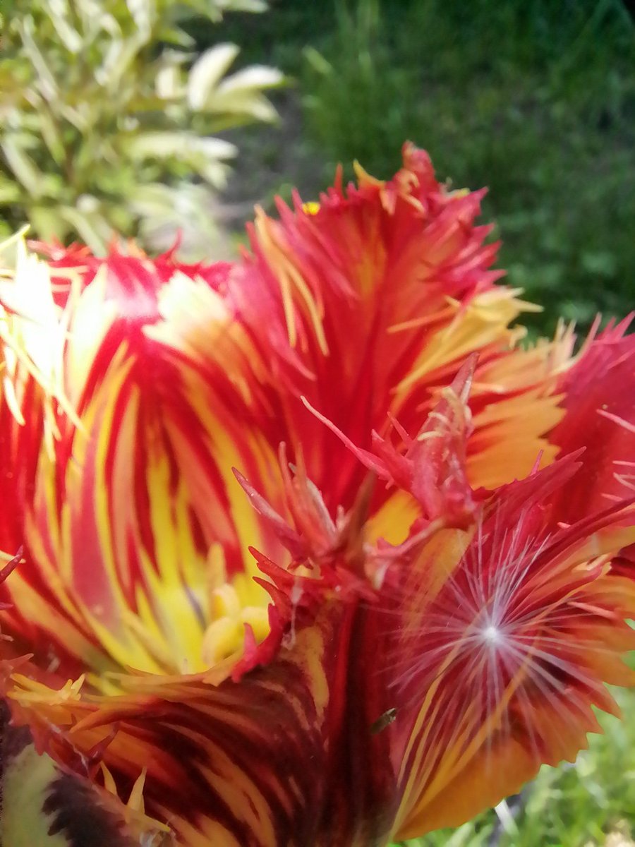 Looks like fire 🔥 #closeup, #flower