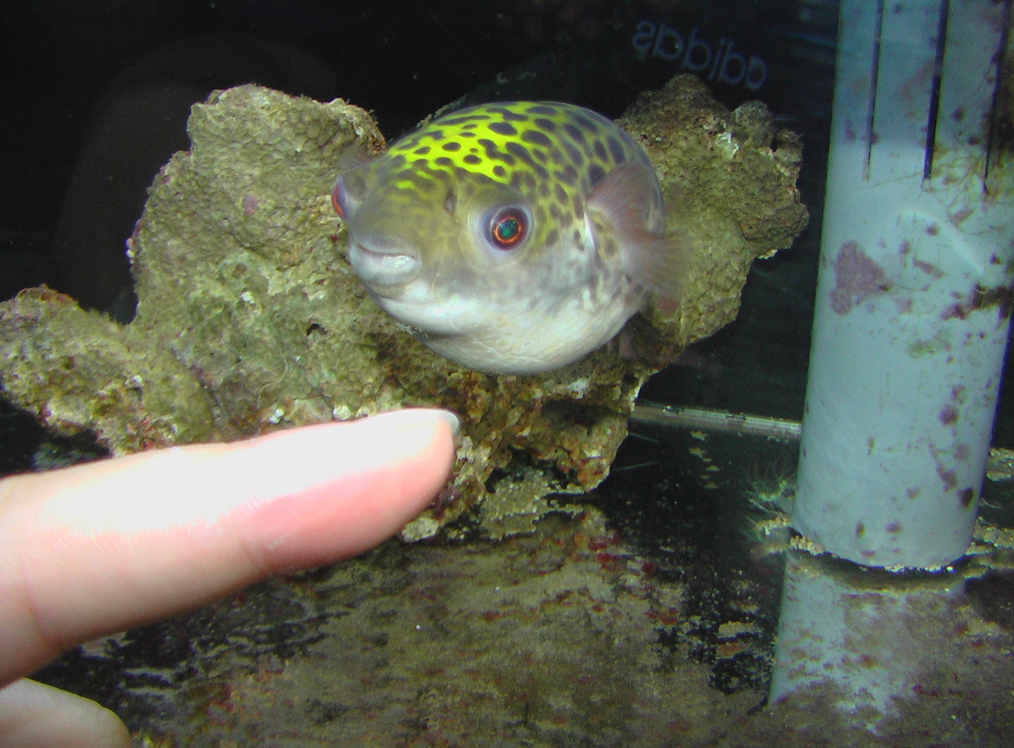 京都淡水フグ研究所 ミドリフグは海水魚 海水で飼育すると スカンクシュリンプのクリーニングが見られます エビが食べられるケースもありますので注意 T Co Sessaokvfk Twitter
