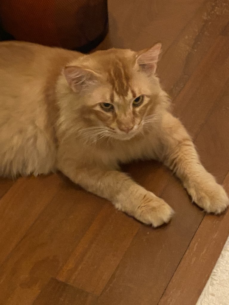 Qstnaadi's tweet photo. I dont know whether this will work or not tapi i memerlukan pertolongan korang 😓 help me retweet this. Dia hilang since 9am yesterday and last detect airtag dia dekat area rumah i. If yall see him area shah alam, rimbayu, eco sanctuary, tropicana alam, pls dm me 😓 https://t.co/lgVvKUBP25