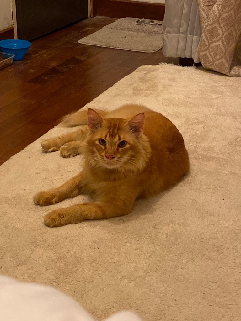 Qstnaadi's tweet photo. I dont know whether this will work or not tapi i memerlukan pertolongan korang 😓 help me retweet this. Dia hilang since 9am yesterday and last detect airtag dia dekat area rumah i. If yall see him area shah alam, rimbayu, eco sanctuary, tropicana alam, pls dm me 😓 https://t.co/lgVvKUBP25