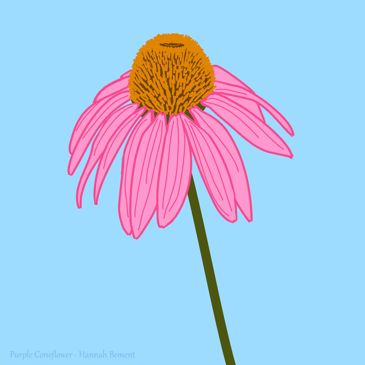 smattersva's tweet photo. Happy #FlowerFriday! This week's highlighted native plant blooming in the #MakingTrashBloom plots at the Shenandoah County Landfill is the purple coneflower. A veritable workhorse of native gardens, tolerating drought and heat, feeding bugs and birds, all while looking gorgeous! https://t.co/nfGYsU0cLn