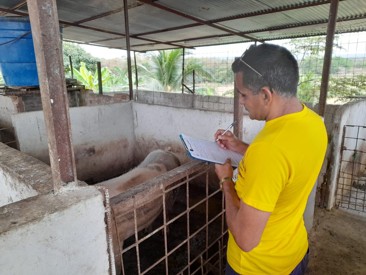 AgrocalidadZ5's tweet photo. #Guayas |  Realizamos fiscalización de vacunación en predios de producción porcina, para garantizar la correcta inmunización contra la Peste Porcina Clásica y la bioseguridad en este tipo de explotación y así mantener el estatus zoosanitario del país. #PrevenciónSanitaria https://t.co/iTehFESYJS
