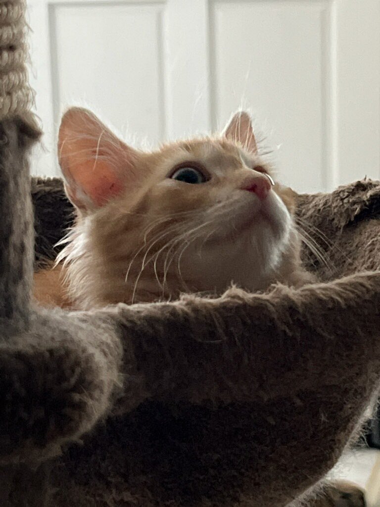 lizards_cast's tweet photo. A member of our party just got a new animal companion!!!! #CatsOfTwitter #FindFamiliar https://t.co/t44ZAVNrqK