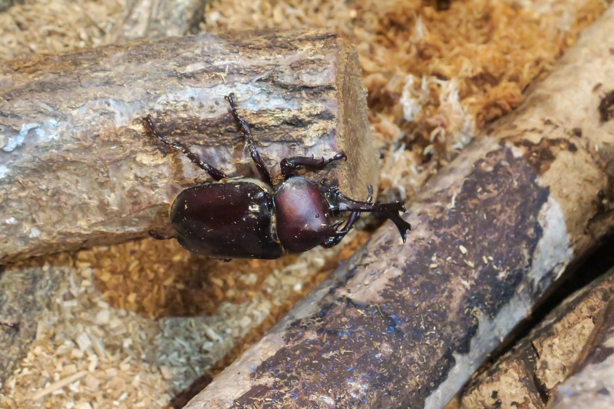 夏の企画展示 世界のカブト クワガタ22 を開催しています 日本のカブトムシ マンディブラリスフタマタクワガタ オウゴンオニ 22 07 16 東区の動植物園 水族館 広島市森林公園こんちゅう館 まいにちを豊かに りっち