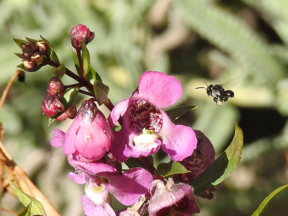 fffoshizzel's tweet photo. Finally have some sugar bag bees in the garden this year. Such cute little guys.
#bees #backyardentomology #australiannativebees https://t.co/W7eaTLzTyZ