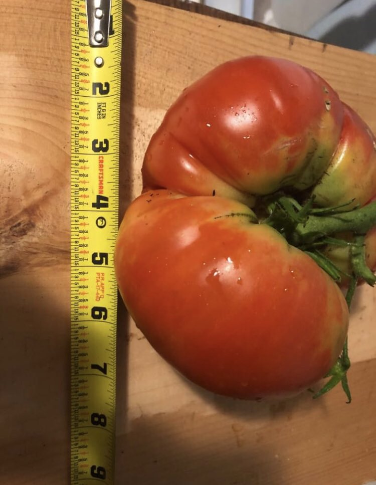 jodyobx's tweet photo. A friend of mine grew this tomato. Carolina grown. I’m told it was delicious. #tomato #goodnessgrows #nc https://t.co/jq3XktM1I3